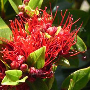 Metrosideros Vibrant Red Flowers - Delivery NZ Wide